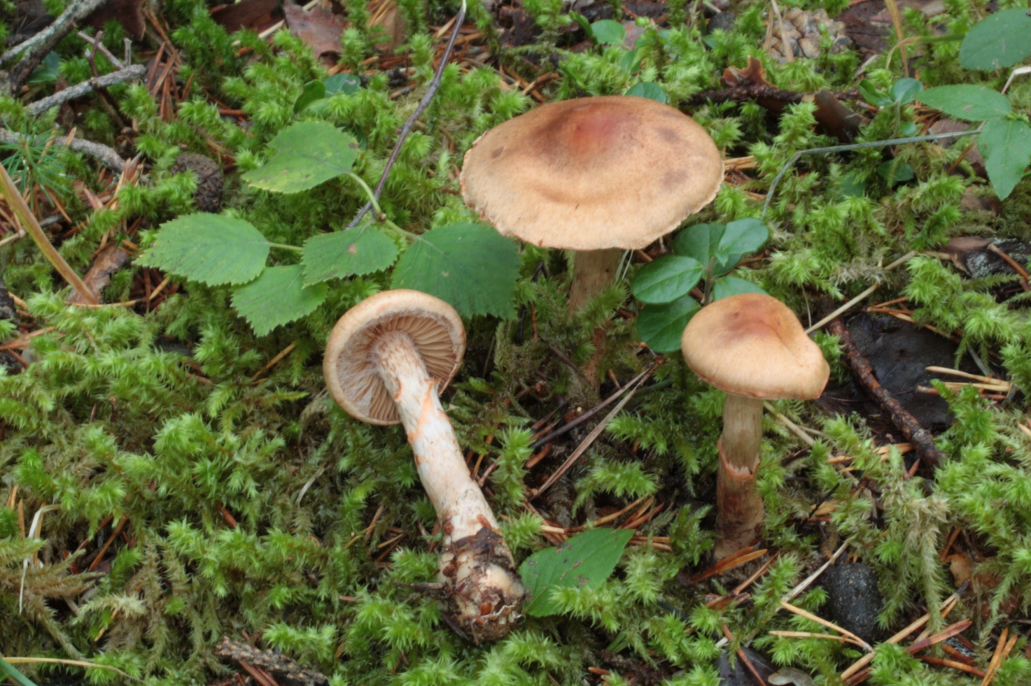 cortinarius-armillatus-a-m-b-pesaro