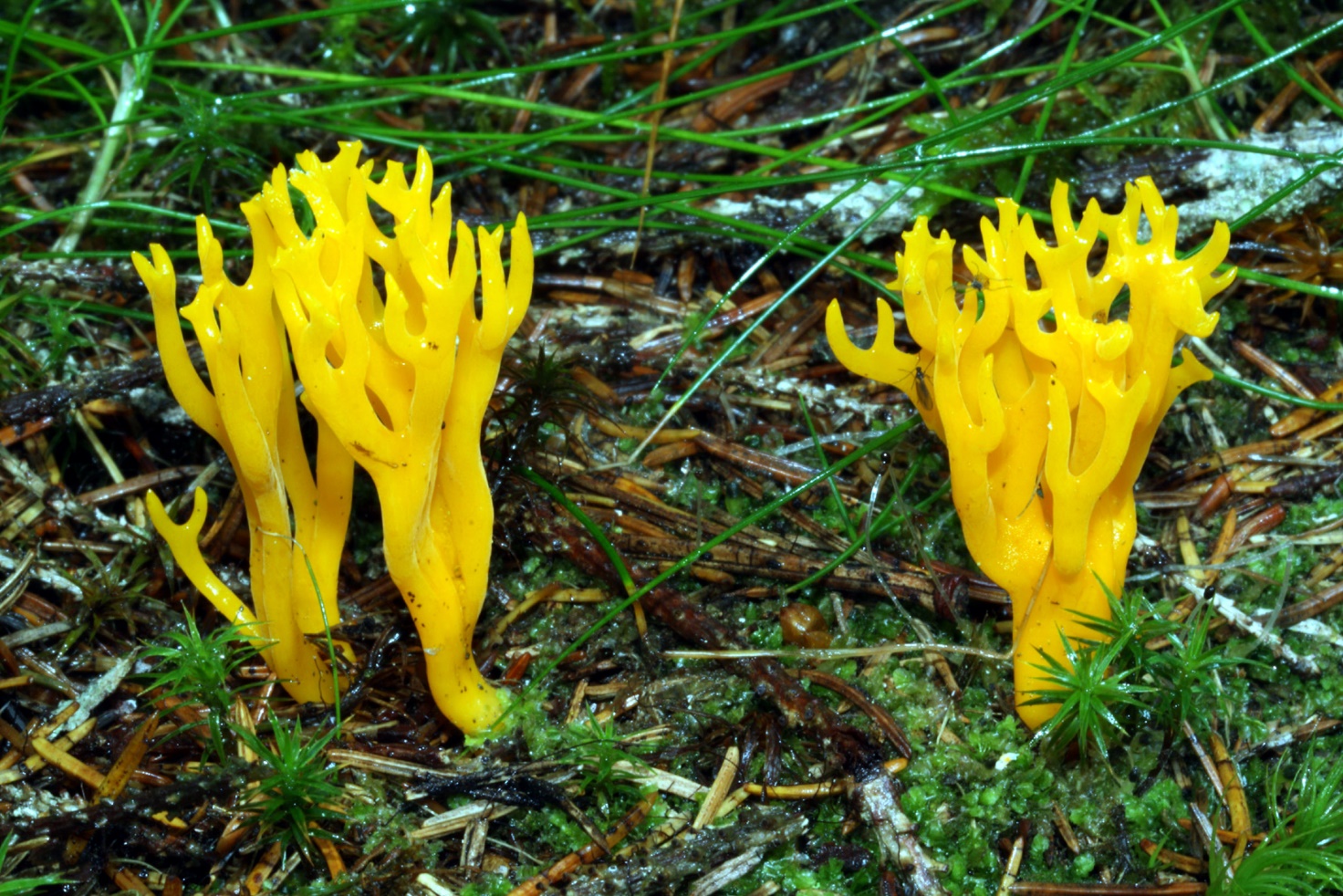 Calocera Viscosa A M B PESARO